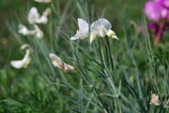 Lathyrus pannonicus