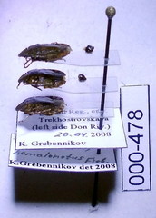 Sciocoris homalonotus