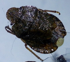 Sciocoris homalonotus