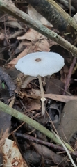 Leucocoprinus fragilissimus