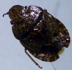 Sciocoris homalonotus