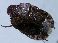 Sciocoris homalonotus