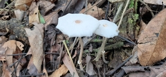 Leucocoprinus fragilissimus