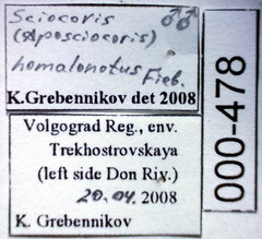 Sciocoris homalonotus