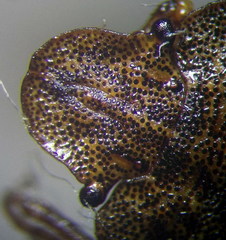 Sciocoris homalonotus