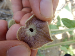 Aristolochia peninsularis