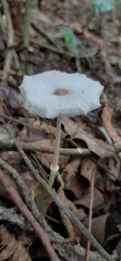 Leucocoprinus fragilissimus