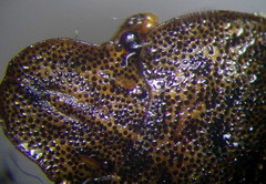 Sciocoris homalonotus