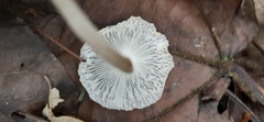 Leucocoprinus fragilissimus