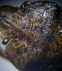 Sciocoris homalonotus