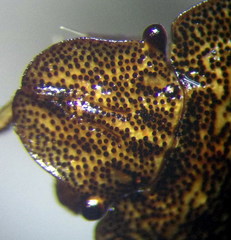 Sciocoris homalonotus