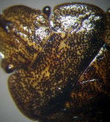 Sciocoris homalonotus