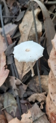 Leucocoprinus fragilissimus