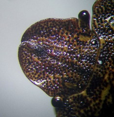 Sciocoris homalonotus