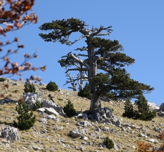 Pinus heldreichii