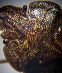 Sciocoris homalonotus