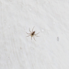 Oecobius maculatus