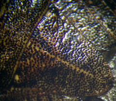 Sciocoris homalonotus