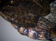 Sciocoris homalonotus