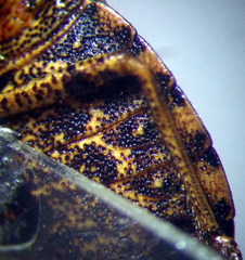 Sciocoris homalonotus