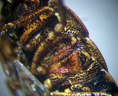 Sciocoris homalonotus