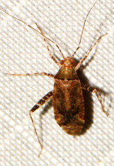 Phytocoris breviusculus