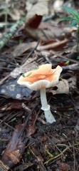Agaricineae