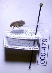 Sciocoris homalonotus