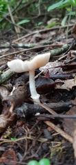 Agaricineae