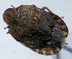 Sciocoris homalonotus