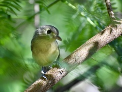 Vireo gundlachii