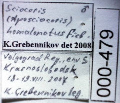 Sciocoris homalonotus