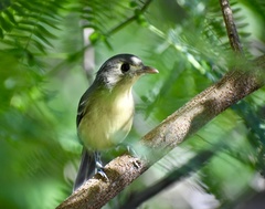 Vireo gundlachii