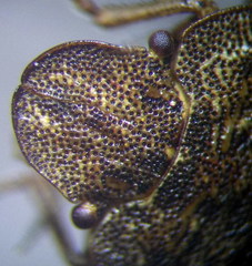 Sciocoris homalonotus