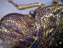 Sciocoris homalonotus