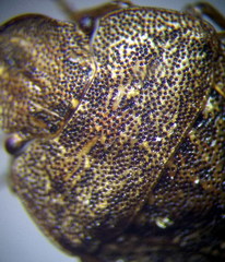 Sciocoris homalonotus