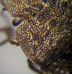 Sciocoris homalonotus