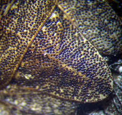 Sciocoris homalonotus