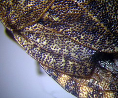 Sciocoris homalonotus