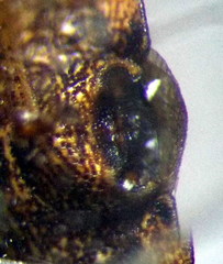 Sciocoris homalonotus