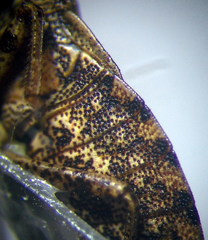 Sciocoris homalonotus