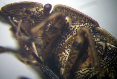 Sciocoris homalonotus