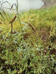 Sesbania cannabina