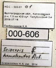 Sciocoris homalonotus