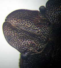 Sciocoris homalonotus