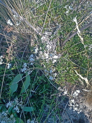 Gypsophila fastigiata