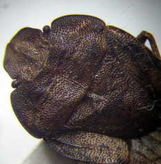 Sciocoris homalonotus