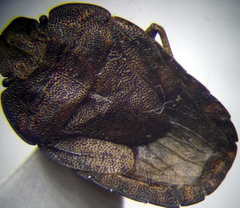 Sciocoris homalonotus