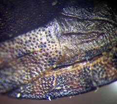 Sciocoris homalonotus