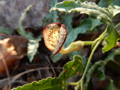 Aristolochia coryi